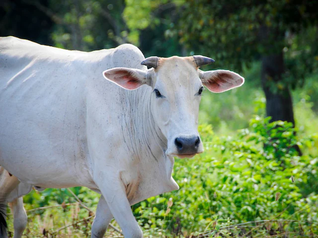 सूरत में गौ माता को राष्ट्रमाता घोषित करने की मांग, हजारों लोगों की विशाल रैली, खून से लिखा गया पीएम के नाम पत्र